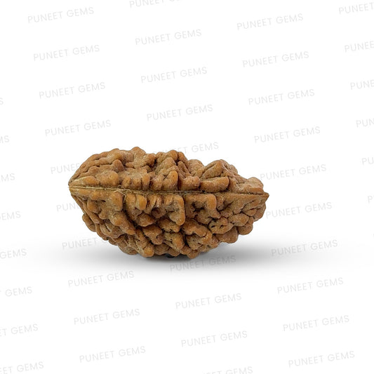1 Mukhi South Indian Vedic Gemstones