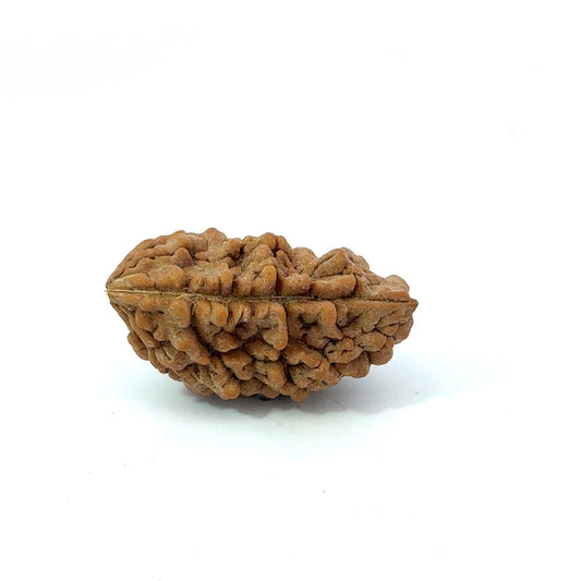 1 Mukhi South Indian Vedic Gemstones