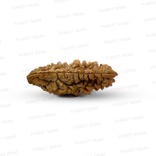 1 Mukhi South Indian Vedic Gemstones