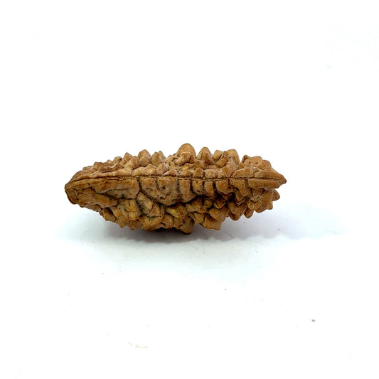 1 Mukhi South Indian Vedic Gemstones