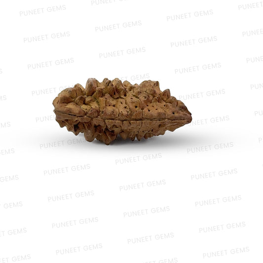 1 Mukhi South Indian Vedic Gemstones