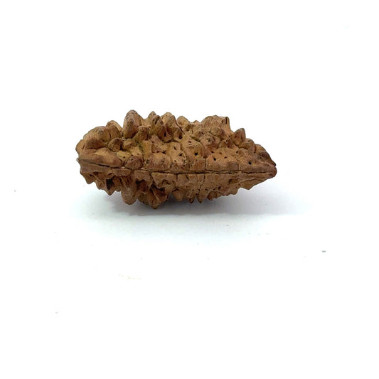 1 Mukhi South Indian Vedic Gemstones