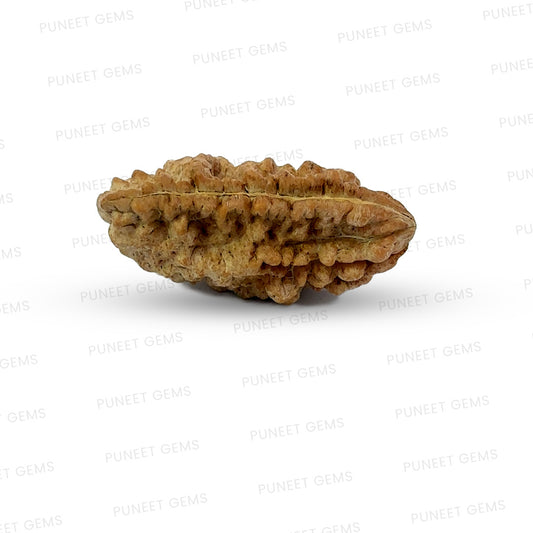 1 Mukhi South Indian Vedic Gemstones