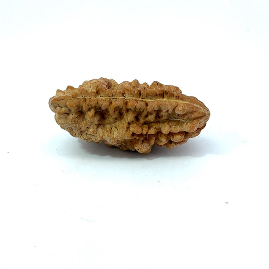 1 Mukhi South Indian Vedic Gemstones