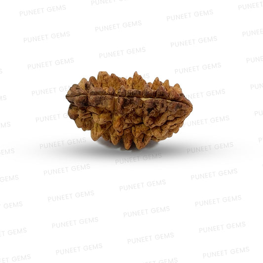 1 Mukhi South Indian Vedic Gemstones