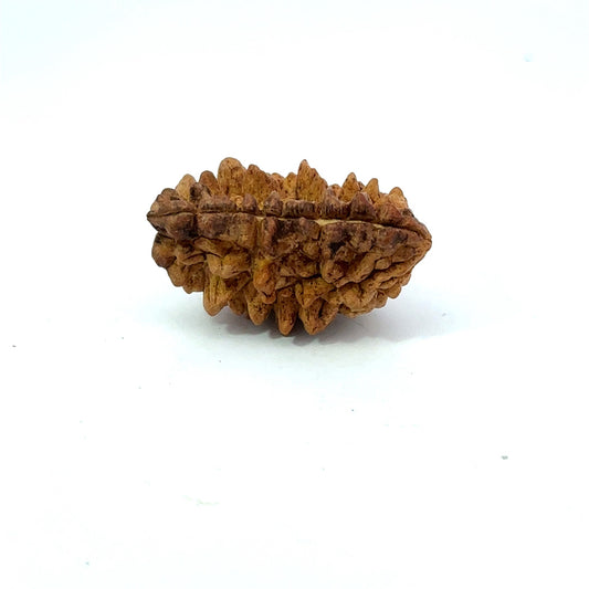 1 Mukhi South Indian Vedic Gemstones